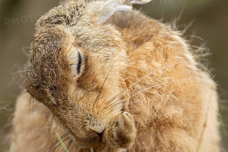 European brown hare (Lepus europaeus) adult animal washing its foot, England, United Kingdom