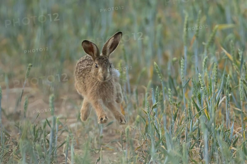 European brown hare (Lepus europaeus) adult animal leaping in the air in a farmland wheat field in summer, England, United Kingdom