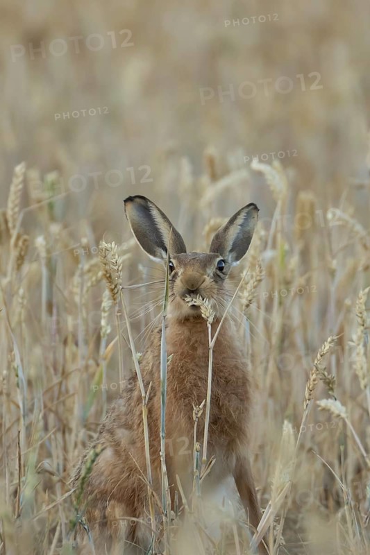European brown hare (Lepus europaeus) adult animal feeding on a wheat sheath in a farmland cereal field in summer, England, United Kingdom