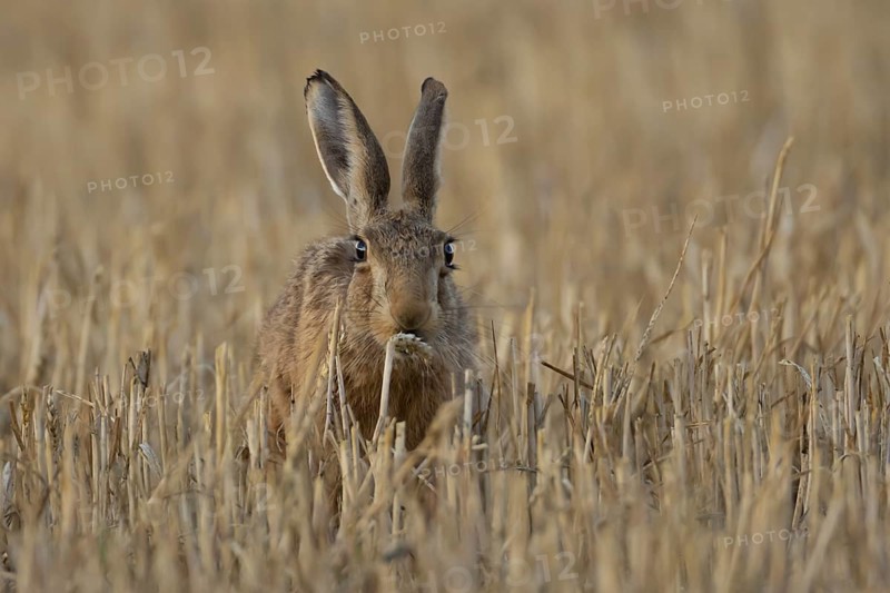 European brown hare (Lepus europaeus) adult animal feeding on a wheat sheath in a farmland stubble field in summer, England, United Kingdom