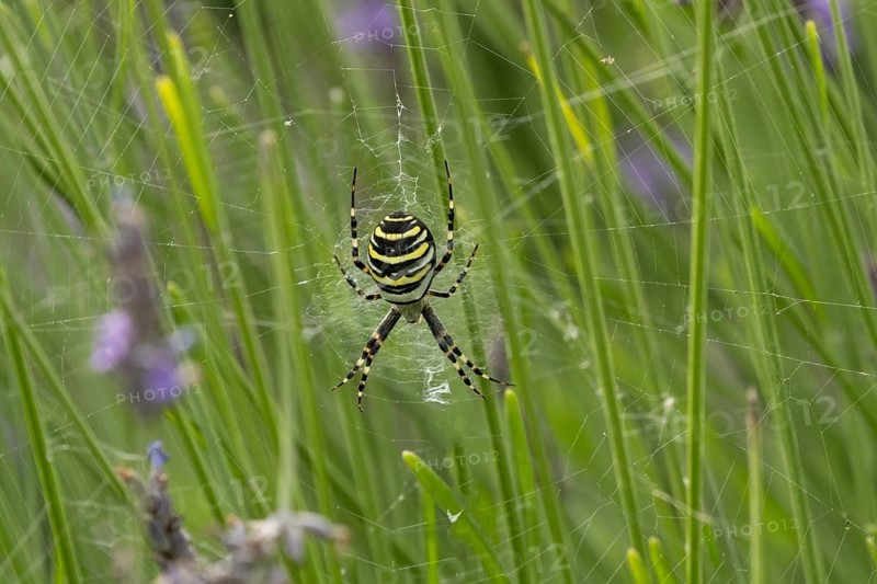 Wasp spider (Argiope bruennichi) adult in its web amongst lavender plants in the summer, England, United Kingdom