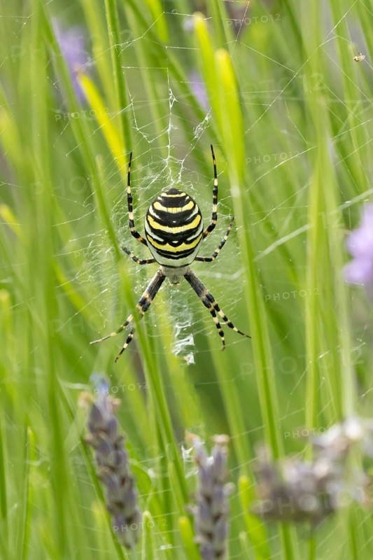 Wasp spider (Argiope bruennichi) adult in its web amongst lavender plants in the summer, England, United Kingdom