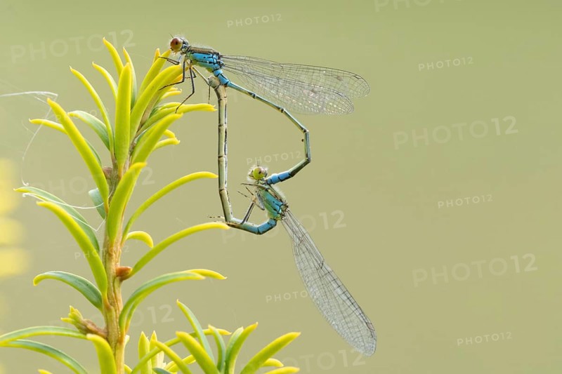 Red eyed damselfly (Erythromma najas) two adult insects mating on a Yew tree leaf in the summer, England, United Kingdom