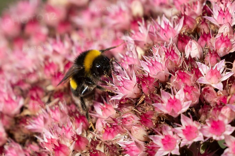 Garden bumblebee (Bombus hortorum) adult bee insect feeding on garden Sedum flowers in the summer, England, United Kingdom