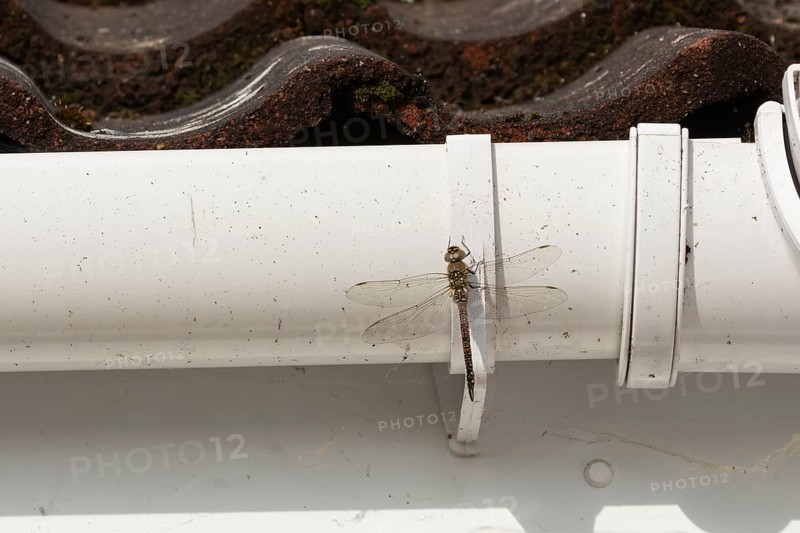 Migrant hawker dragonfly (Aeshna mixta) adult insect resting on a house gutter in the summer, England, United Kingdom