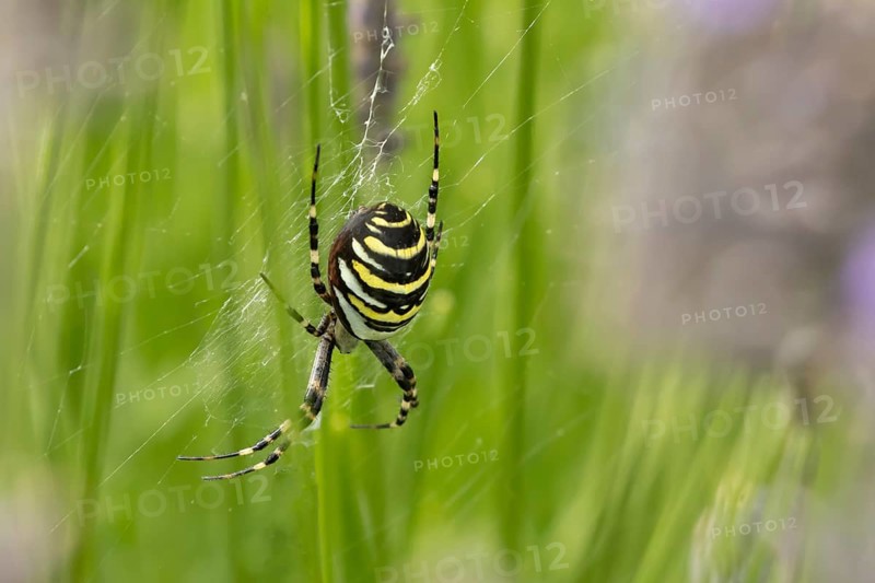 Wasp spider (Argiope bruennichi) adult in its web in the summer, England, United Kingdom
