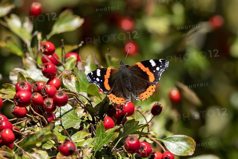 Red admiral butterfly (Vanessa atalanta) adult insect resting on a Hawthorn tree full of red berries in the summer, England, United Kingdom