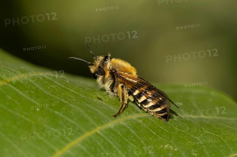 Ivy bee (Colletes hederae) adult insect on a plant leaf in the summer, England, United Kingdom