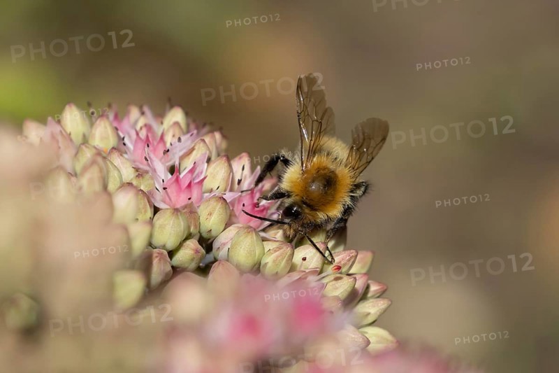 Common carder bumblebee (Bombus pascuorum) adult bee insect feeding on a garden pink Sedum flower in summer, England, United Kingdom