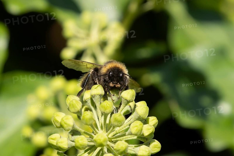 Buff tailed bumblebee (Bombus terrestris) adult bee insect feeding on Ivy flowers in the summer, England, United Kingdom