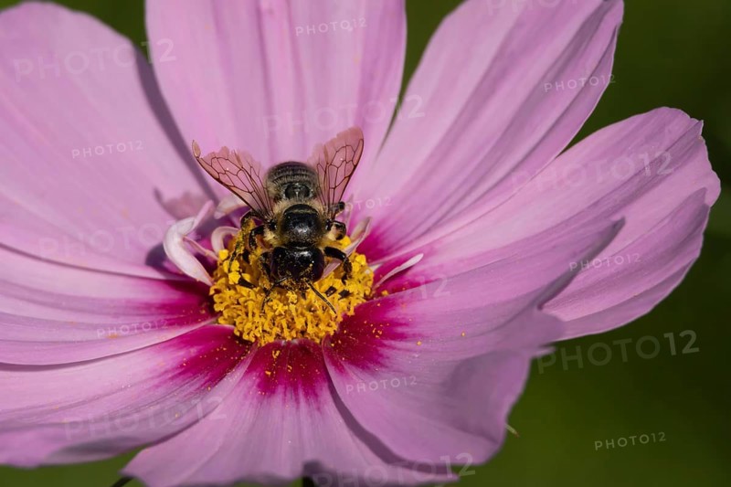 Leafcutter bee (Megachile spp.) adult insect on a garden Cosmos flower in the summer, England, United Kingdom