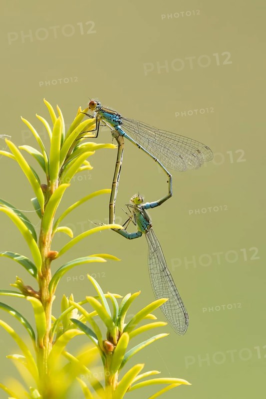 Red eyed damselfly (Erythromma najas) two adult insects mating on a Yew tree leaf in the summer, England, United Kingdom