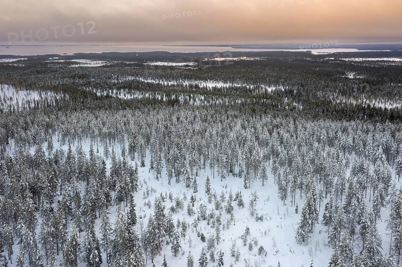 Aerial view over snow covered spruce trees on the taiga at sunset in winter, Riisitunturi National Park, Finnish Lapland, Posio, Koillismaa, Finland