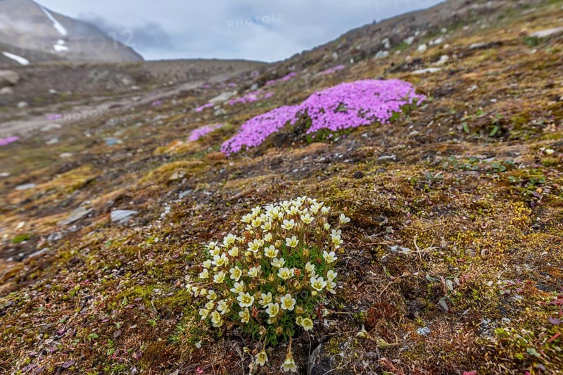 Tufted alpine saxifrage, tufted saxifrage (Saxifraga cespitosa) and moss campion in flower on the Arctic tundra, Svalbard, Spitsbergen, Norway