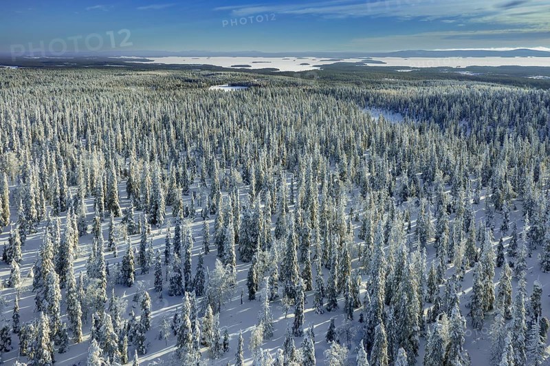 Aerial view over snow covered spruce trees on the taiga in winter, Riisitunturi National Park, Finnish Lapland, Posio, Koillismaa, Finland