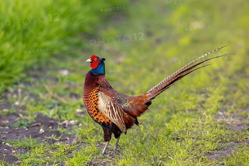 Common pheasant (Phasianus colchicus) adult male, cock in field during the breeding season in spring
