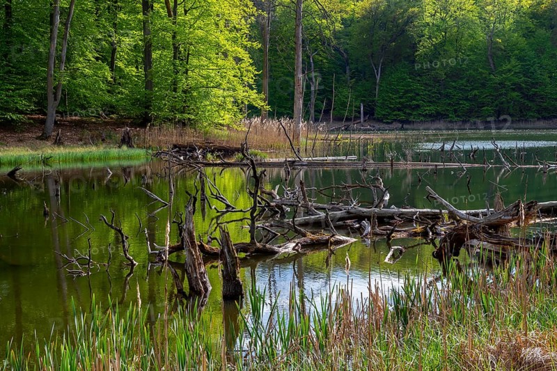 Schweingartensee in spring, lake in the Serrahn Hills, Serrahner Berge, Mecklenburgische Seenplatte district in Mecklenburg-Vorpommern, Germany