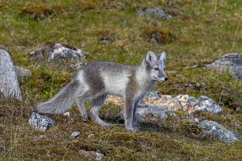 Arctic fox, polar fox (Vulpes lagopus) in summer coat foraging on the tundra, Svalbard, Spitsbergen, Norway