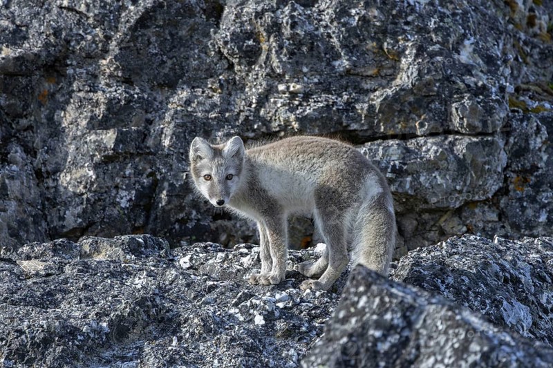 Arctic fox, polar fox (Vulpes lagopus) in summer coat foraging along rock face showing camouflage colours, Svalbard, Spitsbergen, Norway