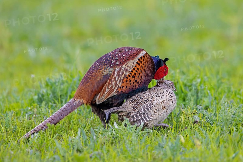 Common pheasant (Phasianus colchicus) male, cock mating with female, hen in field during the breeding season in spring