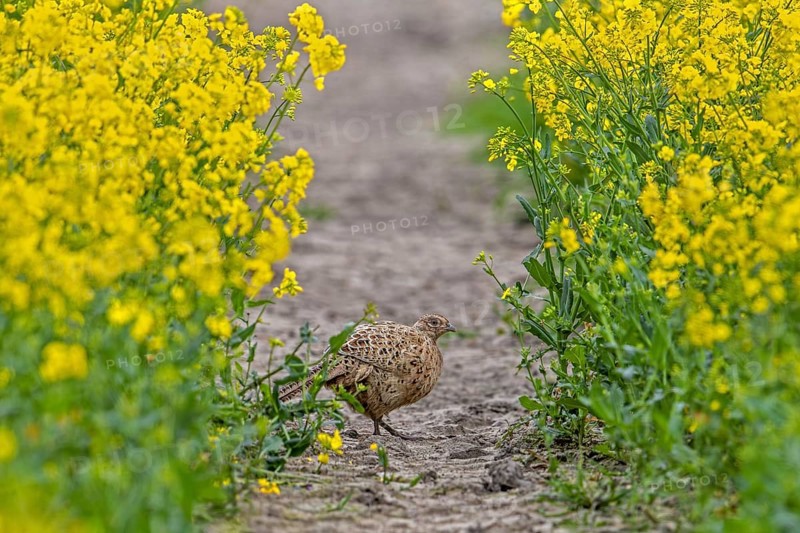 Common pheasant (Phasianus colchicus) female, hen foraging in rape field showing camouflage colours in spring