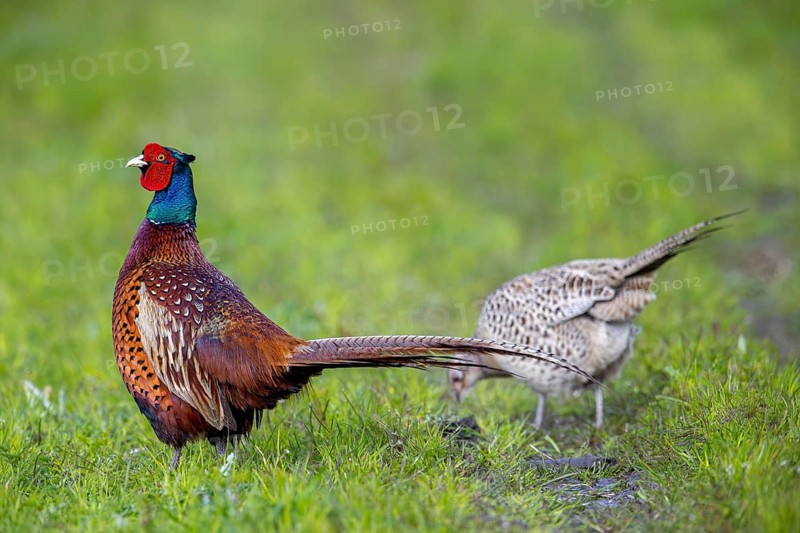 Common pheasant (Phasianus colchicus) adult male, cock and female, hen foraging in field during the breeding season in spring