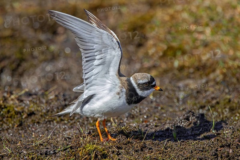Common ringed plover (Charadrius hiaticula psammodromus) adult in breeding plumage stretching wings in spring, Svalbard, Spitsbergen, Norway