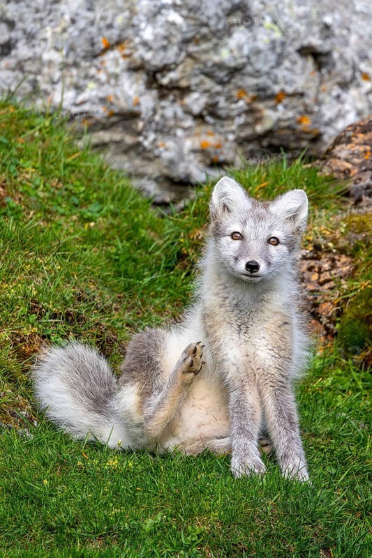 Arctic fox, polar fox (Vulpes lagopus) in summer coat sitting in front of rock on tundra showing camouflage colours, Svalbard, Spitsbergen, Norway