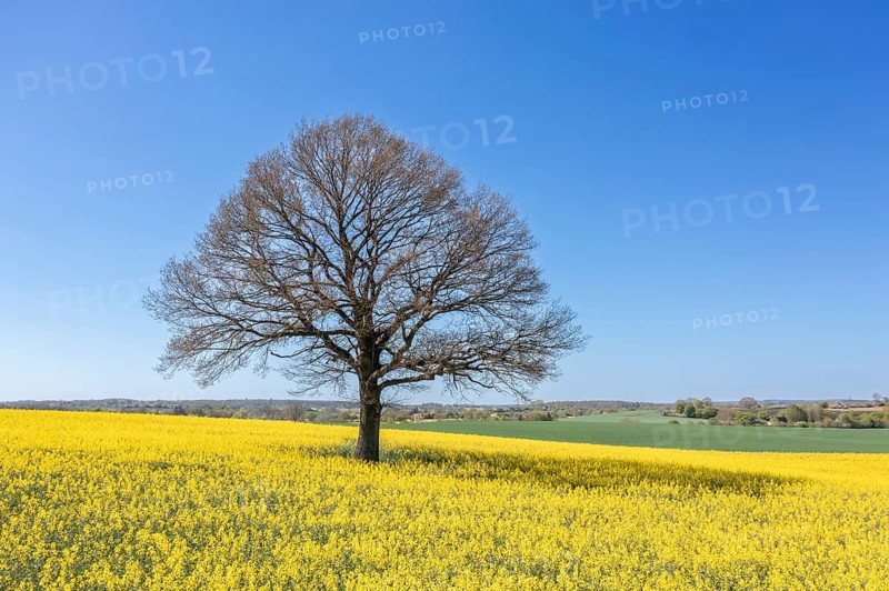 Aerial view over solitary common oak, pedunculate oak, English oak (Quercus robur) tree with bare branches in yellow flowering rape field in spring