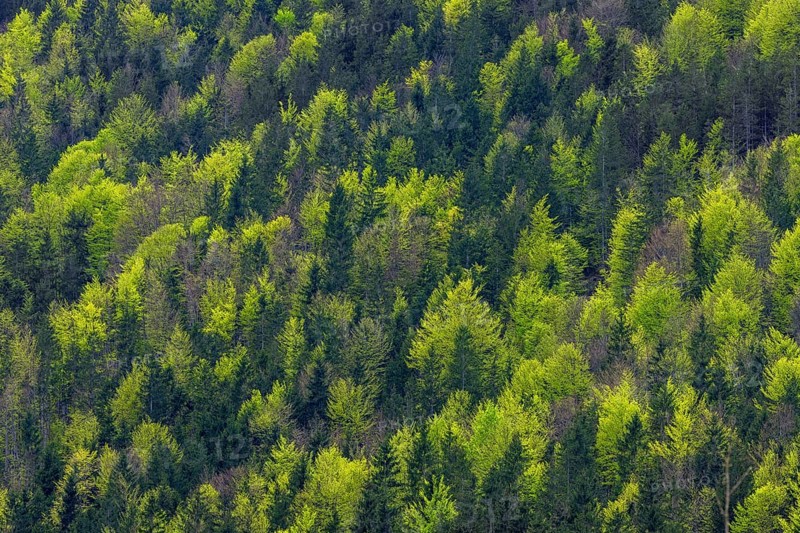 Aerial view over conifers and European beeches, common beech trees (Fagus sylvatica) showing canopy with new fresh leaves in mixed forest in spring