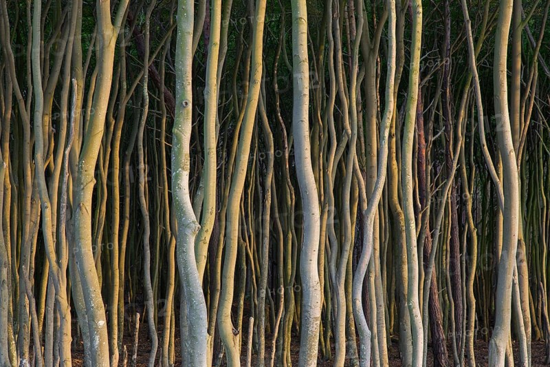 Beech trees with twisted trunks at DarÃŸ, Darss west coast, Fischland-DarÃŸ-Zingst, Western Pomerania Lagoon Area NP, Mecklenburg-Vorpommern, Germany