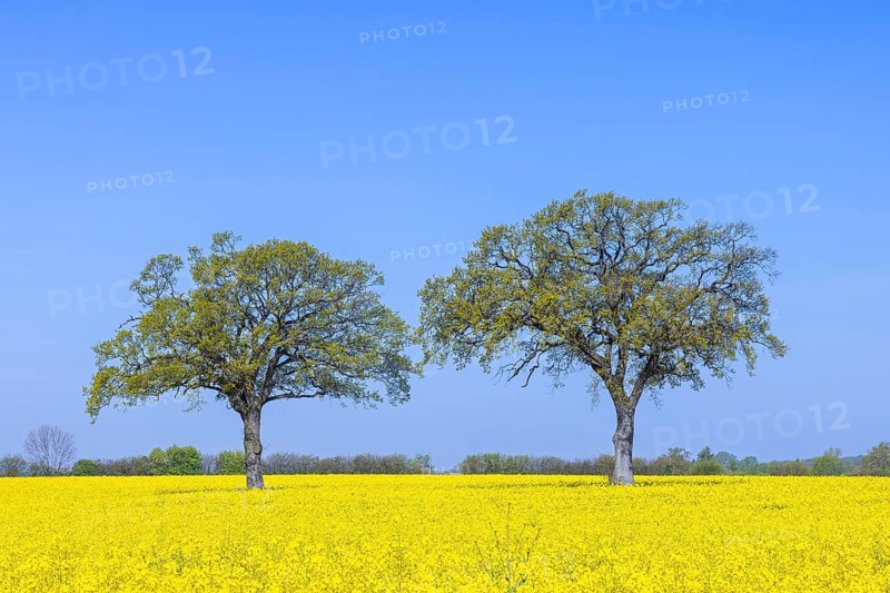 Two common oaks, pedunculate oak, English oak (Quercus robur) trees with new fresh leaves in yellow flowering rape field in spring