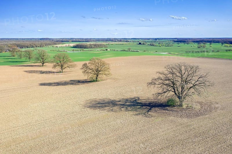 Aerial view over row of common oaks, pedunculate oak, English oak (Quercus robur) trees with bare branches in farmland, field in spring