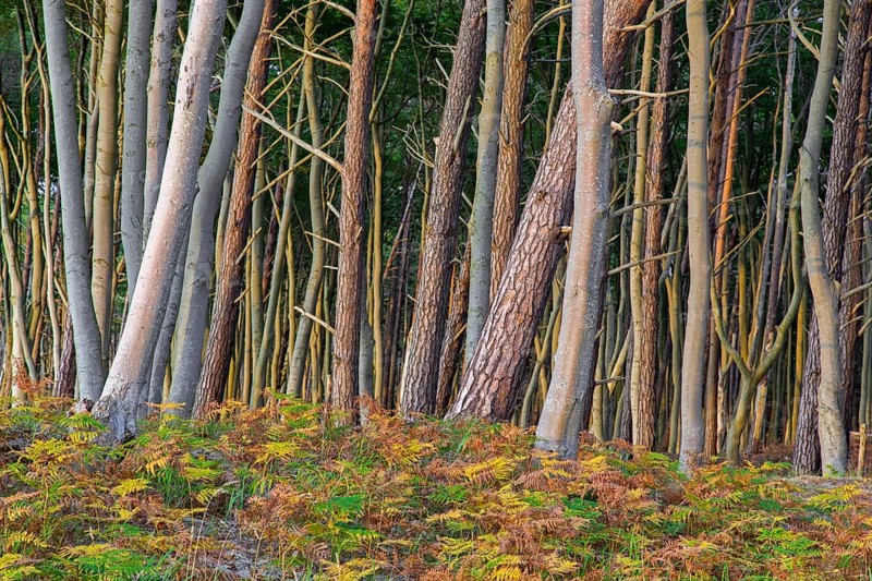 Beech trees and bracken in autumn at DarÃŸ, Darss west coast, Fischland-DarÃŸ-Zingst, Western Pomerania Lagoon Area NP, Mecklenburg-Vorpommern, Germany