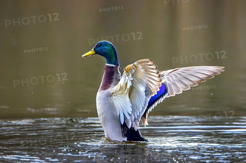 Mallard, wild duck (Anas platyrhynchos) adult male, drake flapping wings while swimming in pond in late winter, early spring