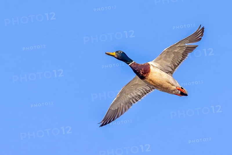 Mallard, wild duck (Anas platyrhynchos) adult male, drake in flight against blue sky in spring