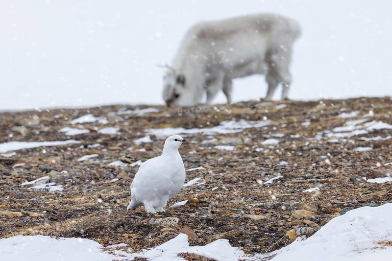 Rock ptarmigan (Lagopus muta) female, hen in white winter plumage and Svalbard reindeer foraging on snow covered tundra in spring, Spitsbergen