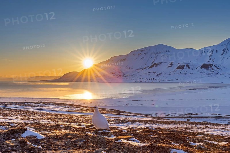 Midnight sun and rock ptarmigan (Lagopus muta) female, hen in white winter plumage foraging on snow covered tundra in spring, Svalbard, Spitsbergen