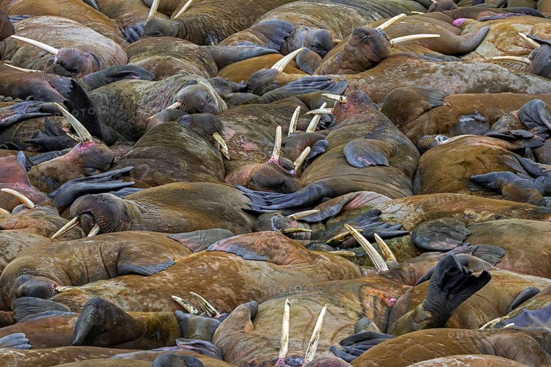 Atlantic walruses (Odobenus rosmarus) colony resting at terrestrial haulout / haul-out on beach along the coast of Svalbard / Spitsbergen in summer