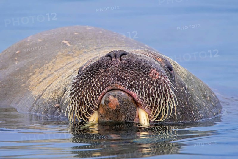 Walrus (Odobenus rosmarus) close-up of young male / bull showing whiskers while swimming in the Arctic Ocean along the coast of Svalbard / Spitsbergen