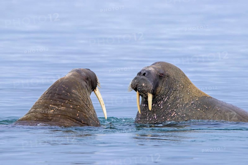 Two Atlantic walruses (Odobenus rosmarus) swimming in the Arctic Ocean along the Svalbard coast, Spitsbergen