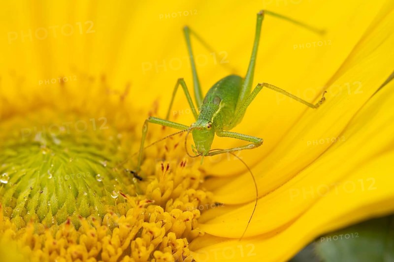 Speckled bush cricket (Leptophyes punctatissima) adult insect on a garden Sunflower flower in the summer, England, United Kingdom