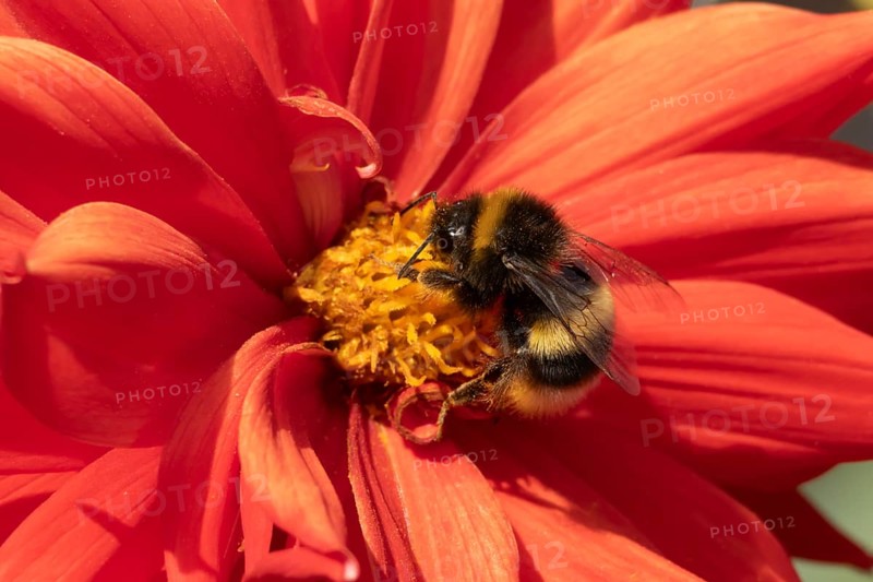 Buff tailed bumble bee (Bombus terrestris) adult insect feeding on garden Dahlia flower in the summer, England, United Kingdom