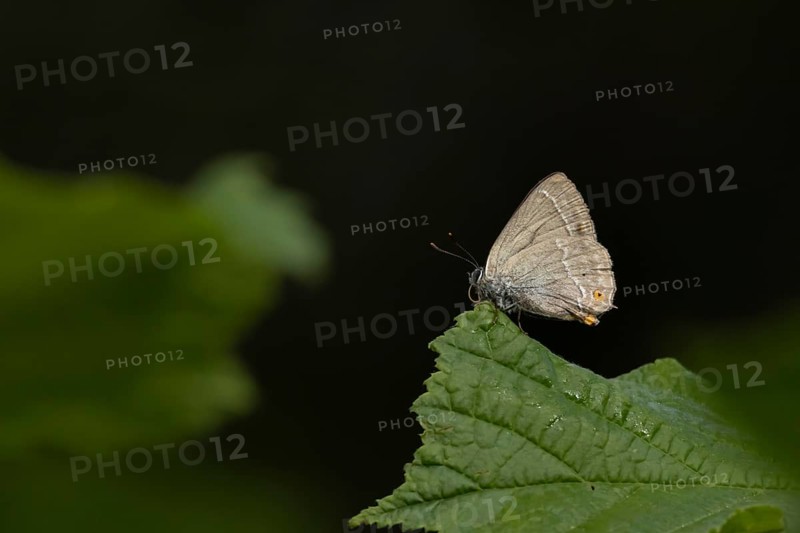 Purple hairstreak butterfly (Favonius quercus) adult insect on a Hazel tree leaf in a woodland in the summer, England, United Kingdom
