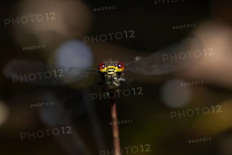 Large red damselfly (Pyrrhosoma nymphula) adult insect head portrait in the summer, England, United Kingdom