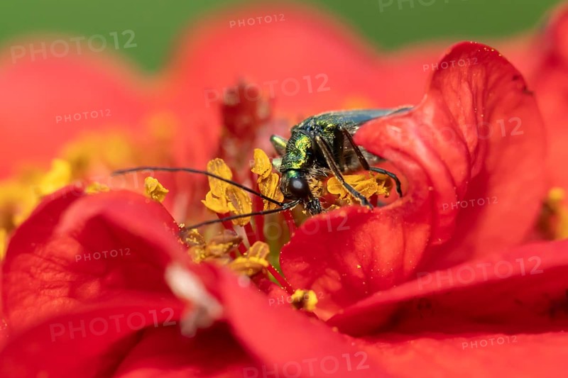 Thick-legged flower beetle (Oedemera nobilis) adult insect feeding on a garden red Geum flower in summer, England, United Kingdom