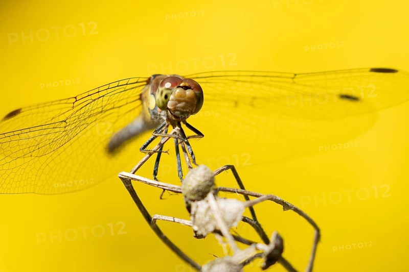 Common darter dragonfly (Sympetrum striolatum) adult insect on a plant seedhead in summer, England, United Kingdom