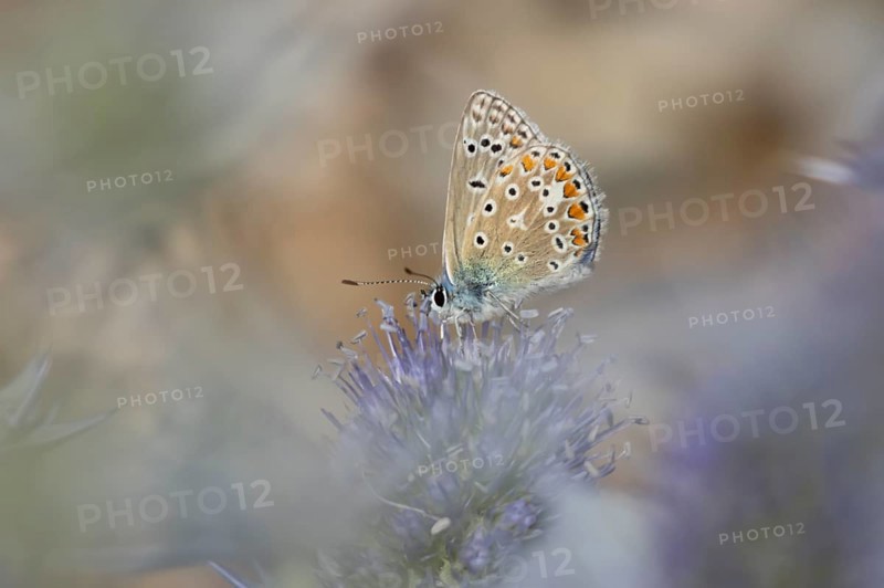 Common blue butterfly (Polyommatus icarus) adult insect feeding on Sea holly flowers in summer, England, United Kingdom