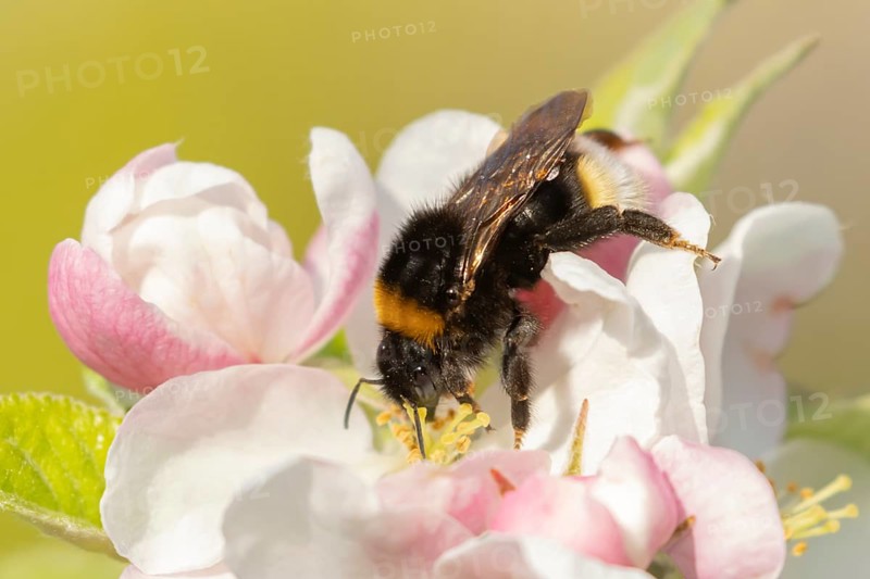 Buff tailed bumble bee (Bombus terrestris) adult insect on apple tree flowers in the springtime, England, United Kingdom