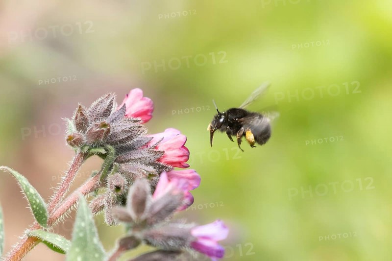 Ashy mining bee (Andrena cineraria) adult insect flying towards a garden flower, England, United Kingdom